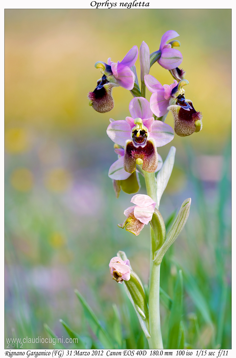 Ophrys neglected