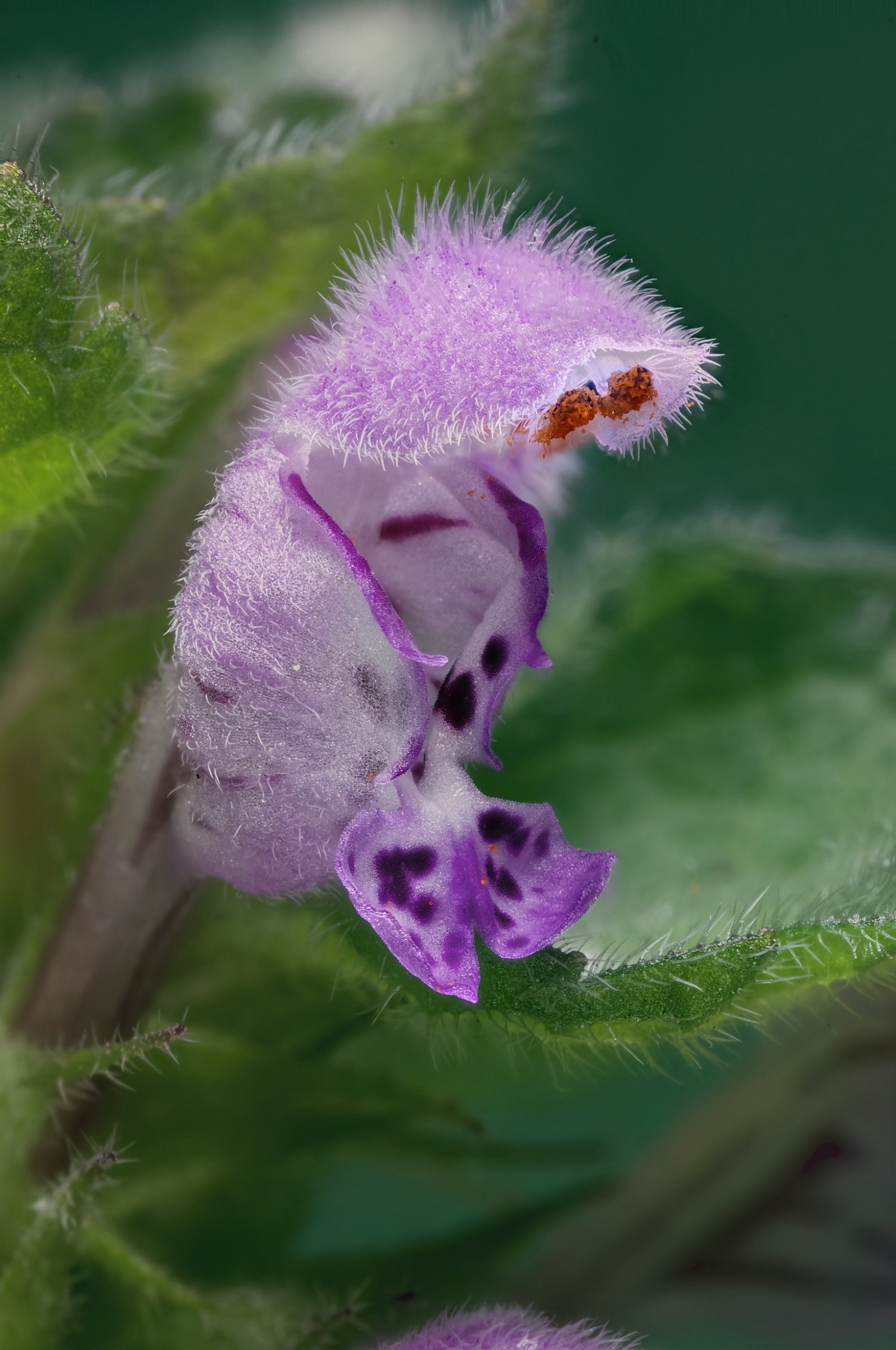 Lamium purpureum2