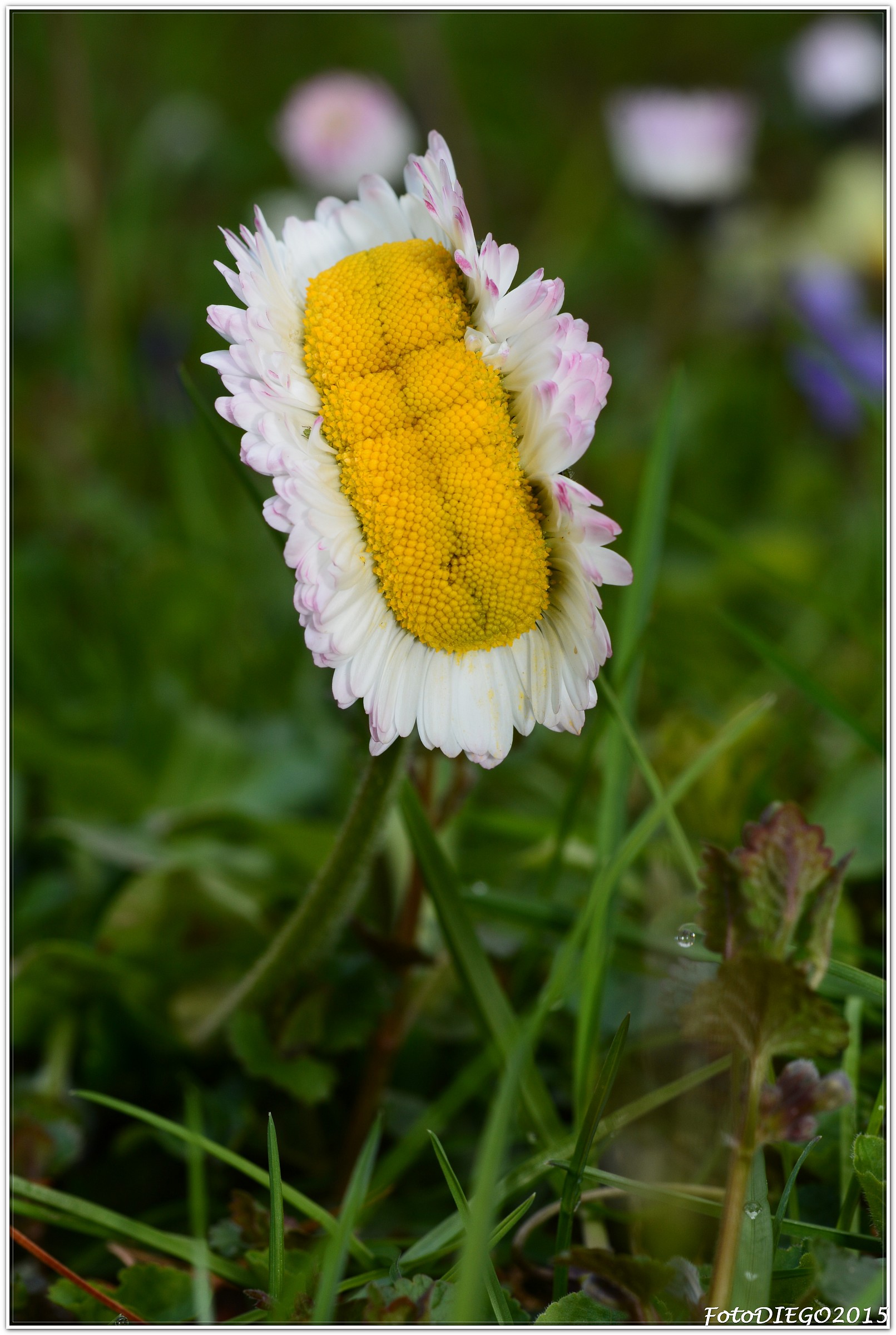 Margherita o mutazione ?