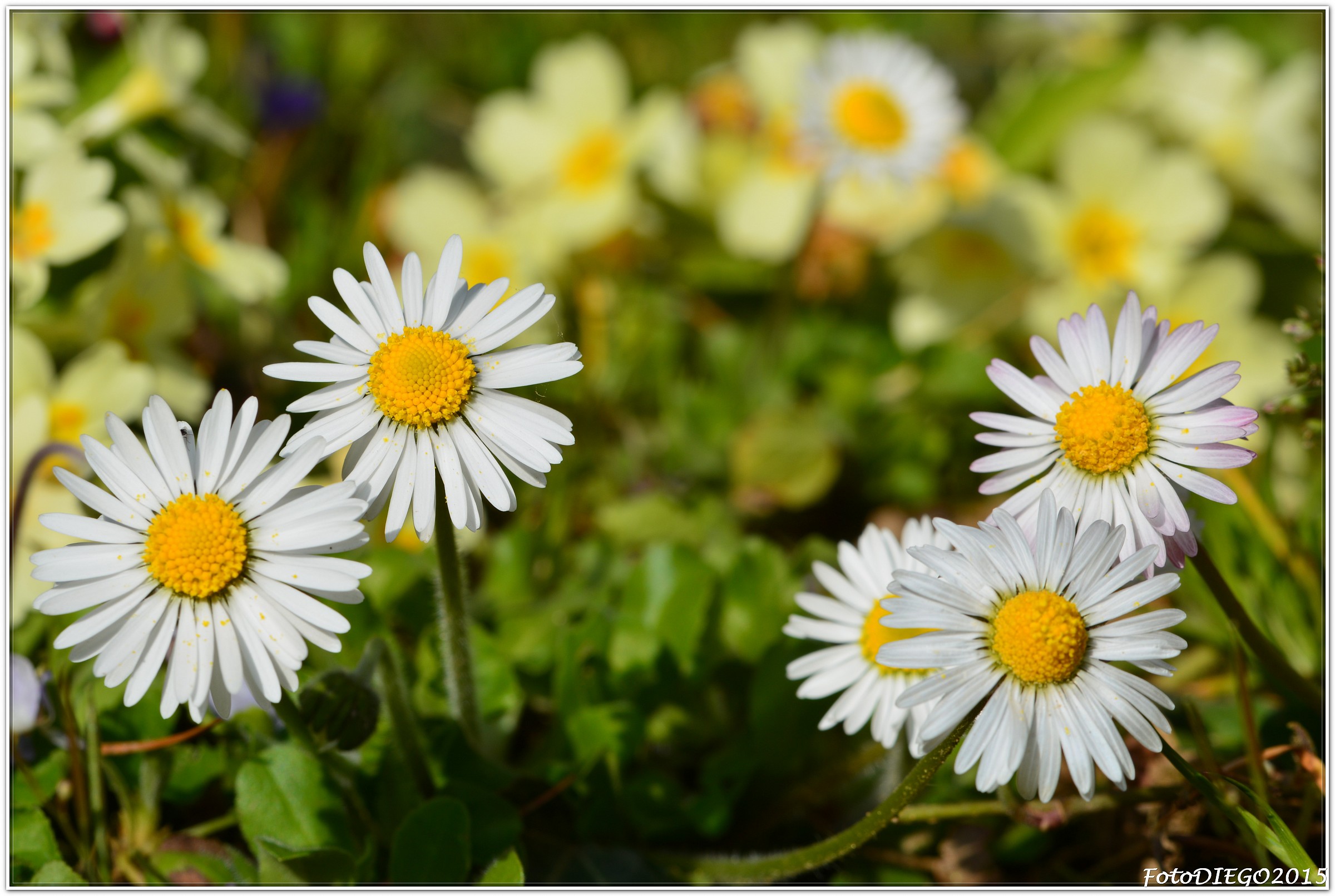 Esplode la primavera