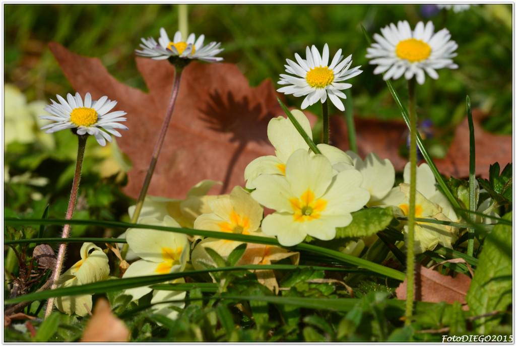 i colori della primavera