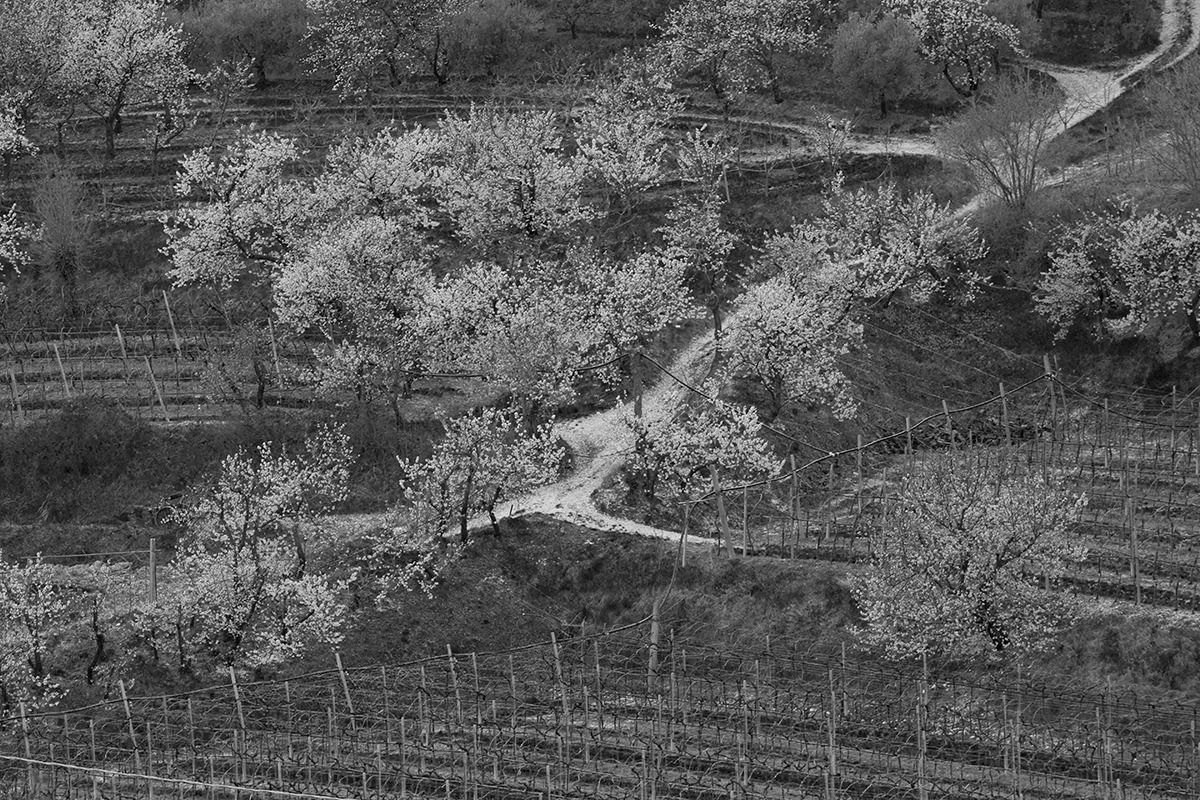 Cherry Valley 1 - Cazzano of Tramigna (vr)