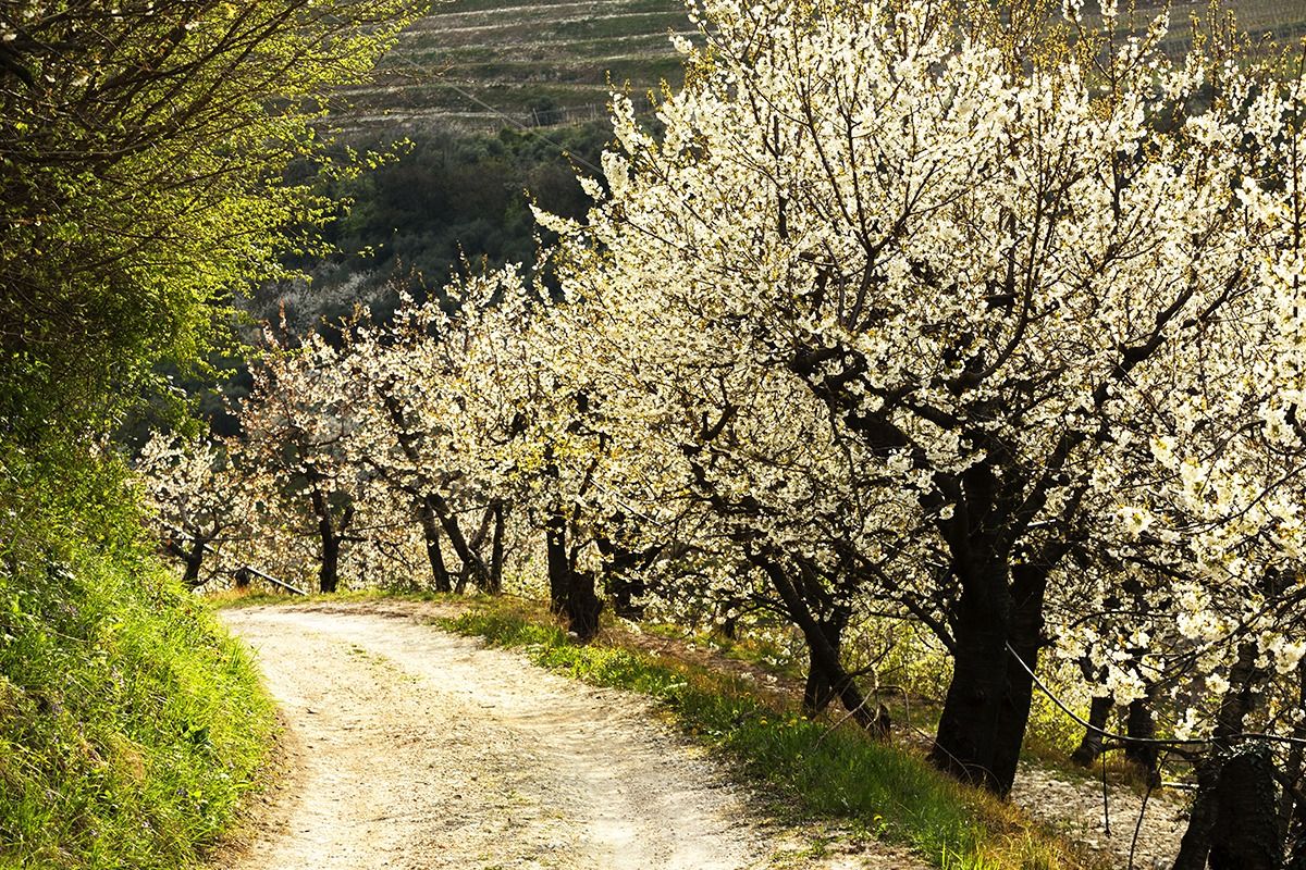 Valley of Cilegi 2 - Cazzano of Tramigna (vr)