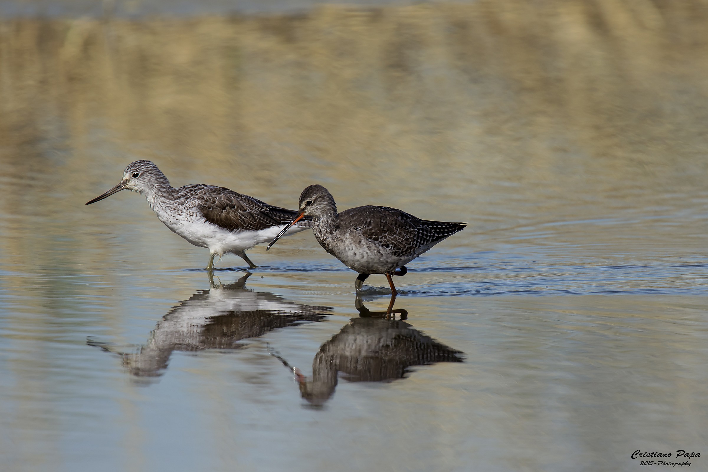 Le due Pettegole ... ops una Pantana ed un Totano Moro