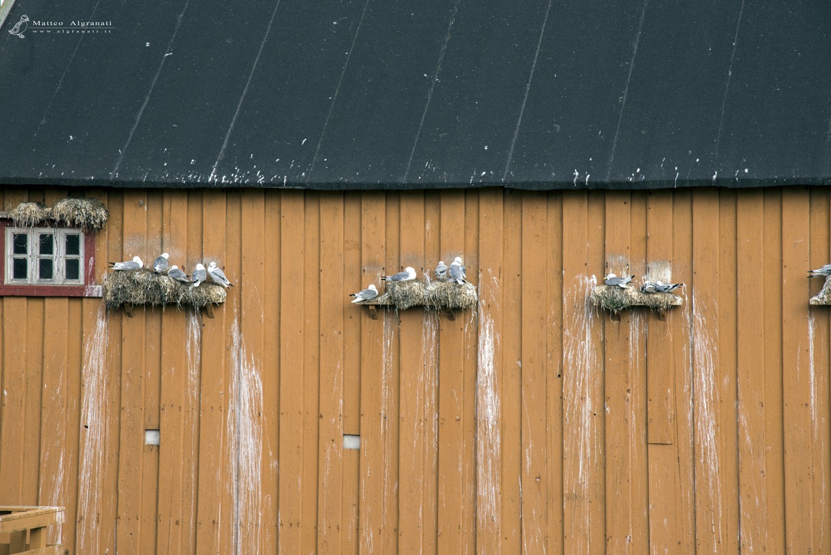 The nests in the country