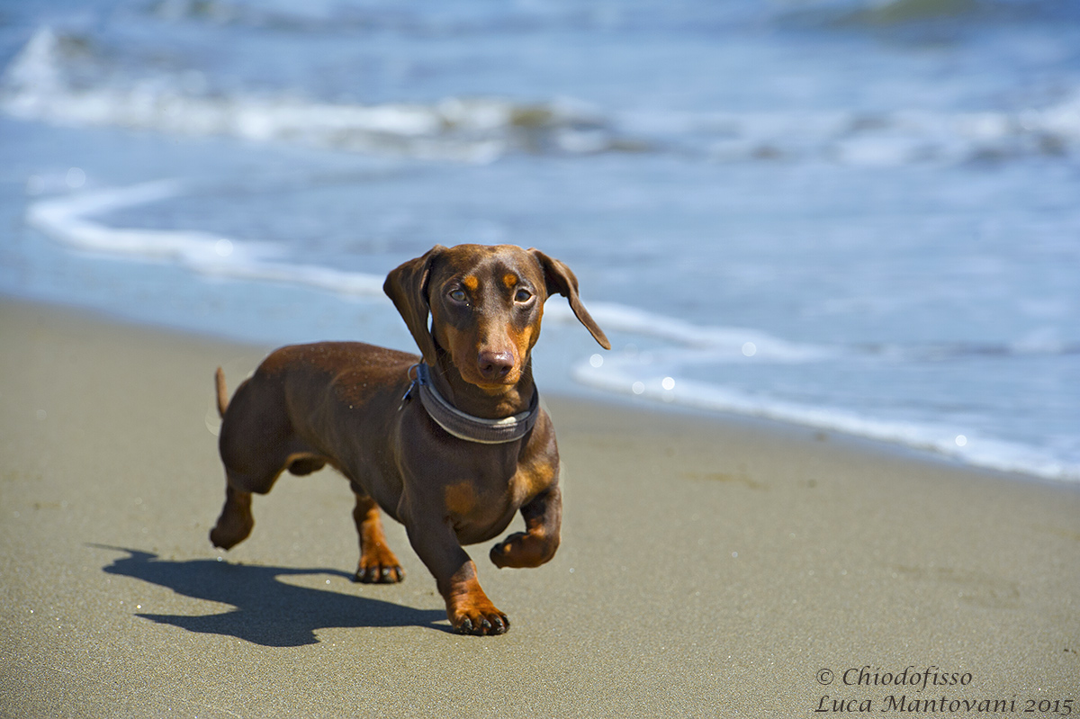 Dachshund in Feniglia