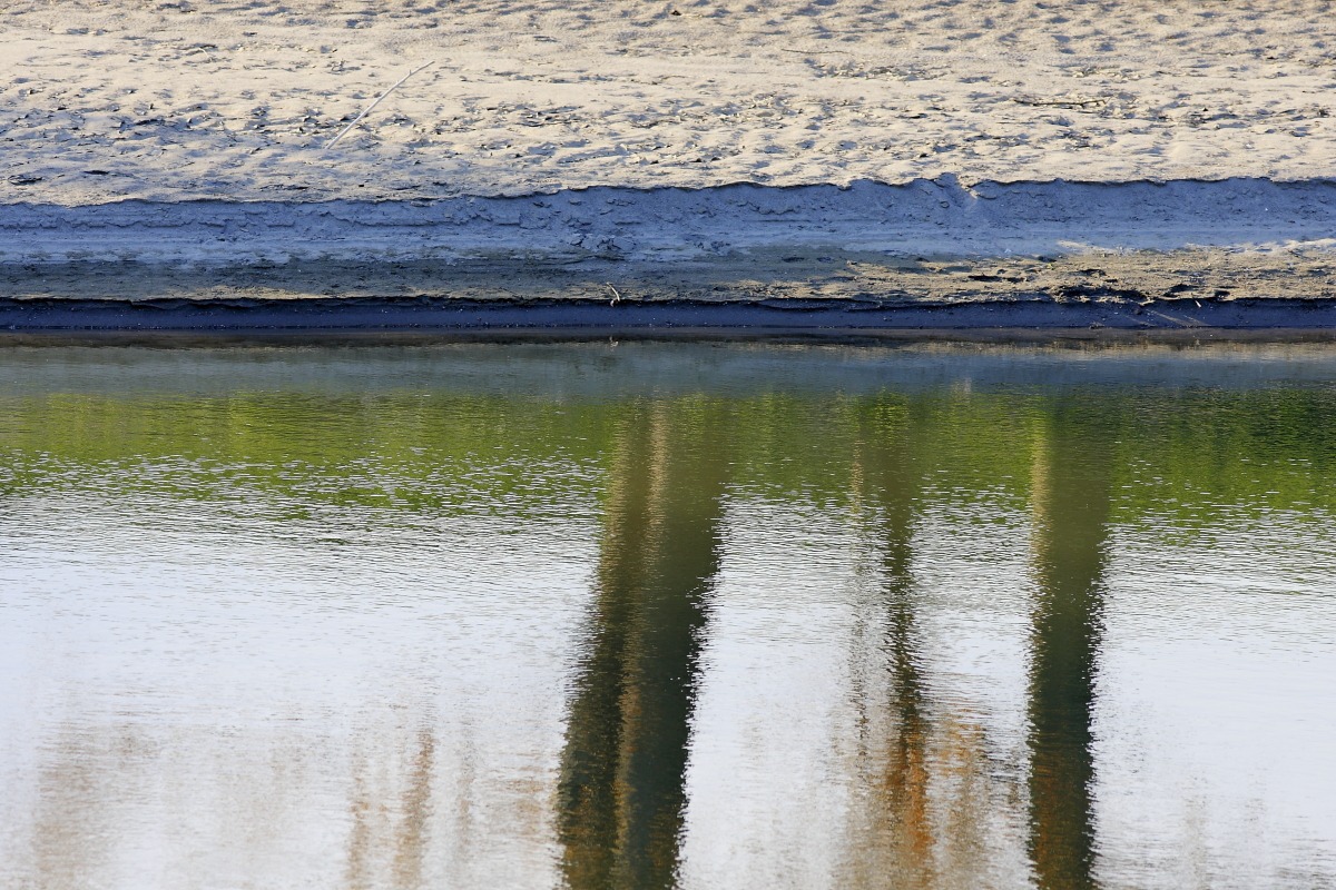 Sponda con tronchi riflessi
