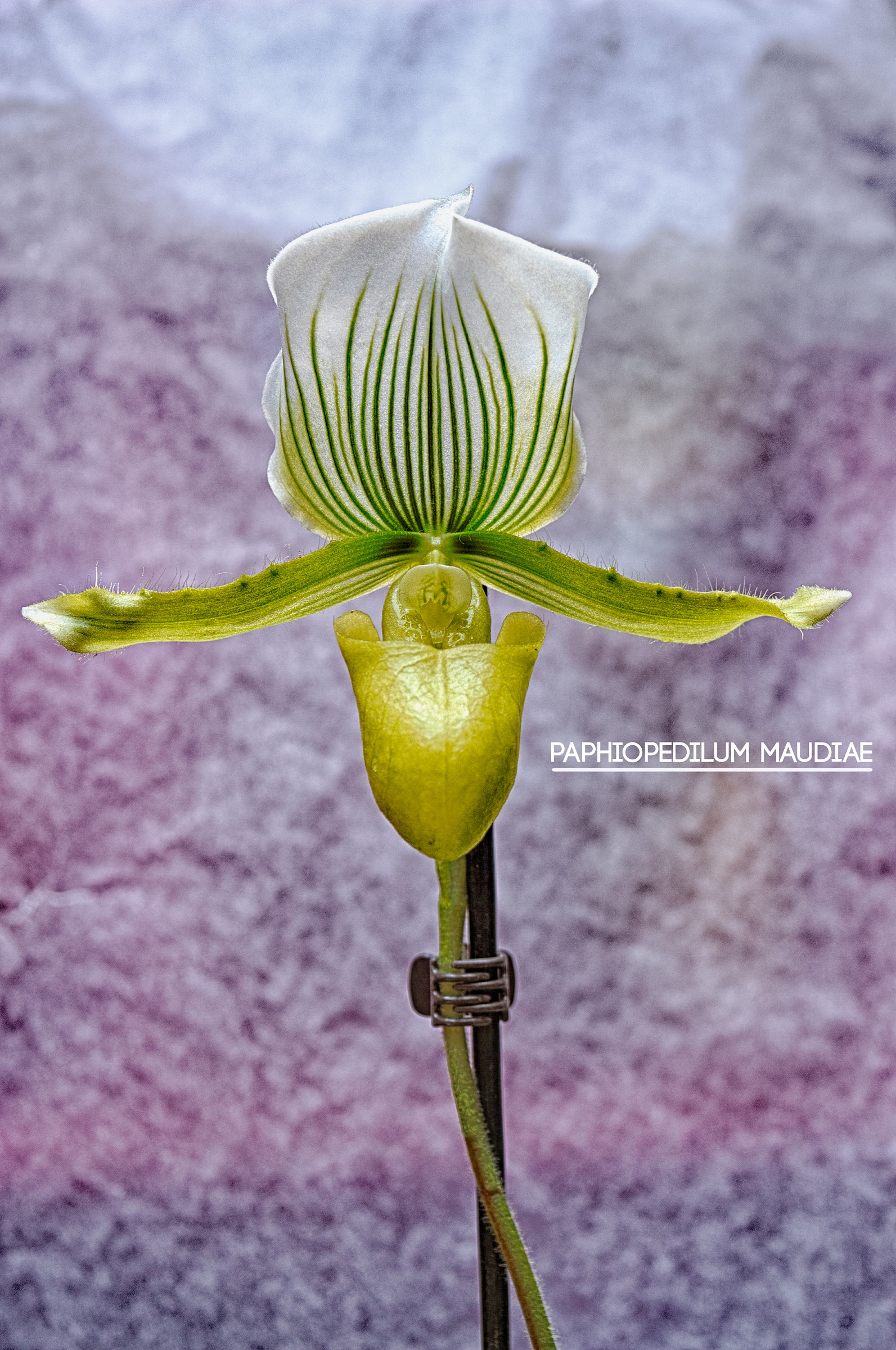 Paphiopedilum Maudiae