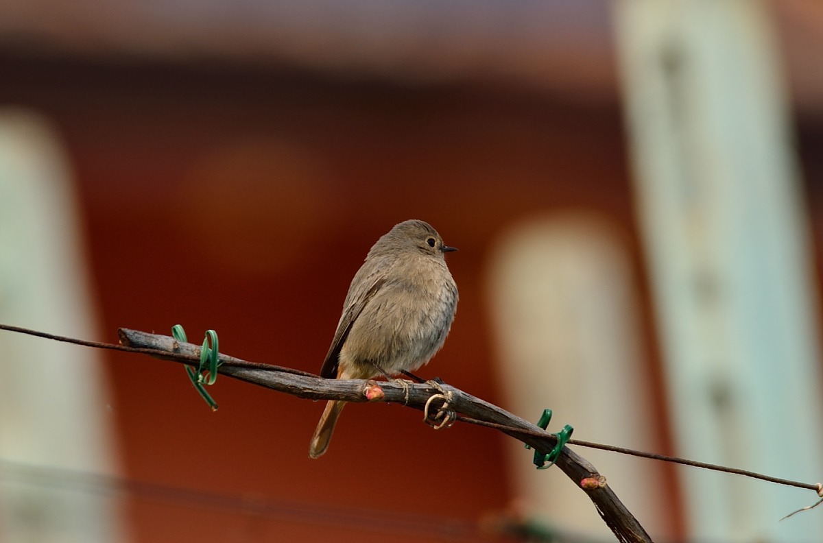 codirosso spazzacamino