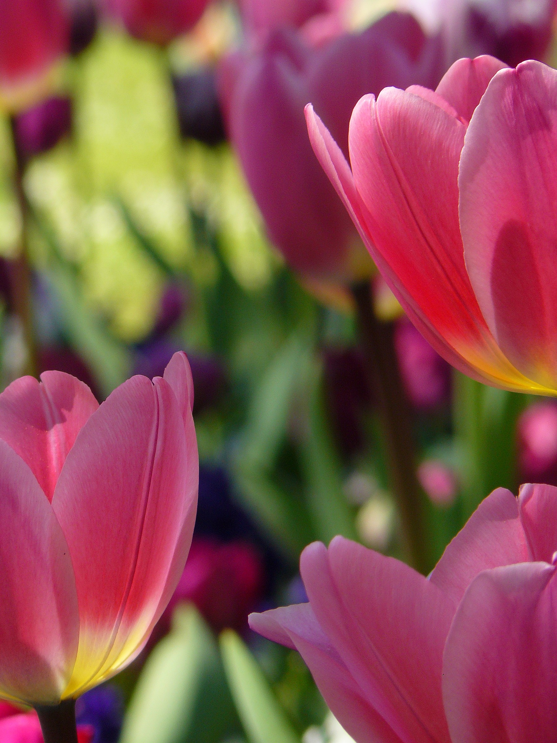 The simplicity of the Tulips
