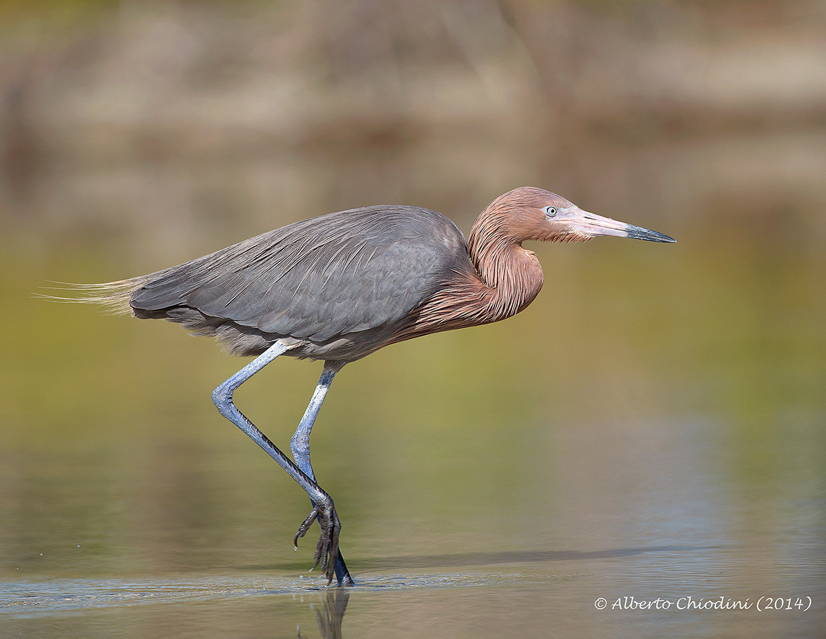 Reddish egret (048r)