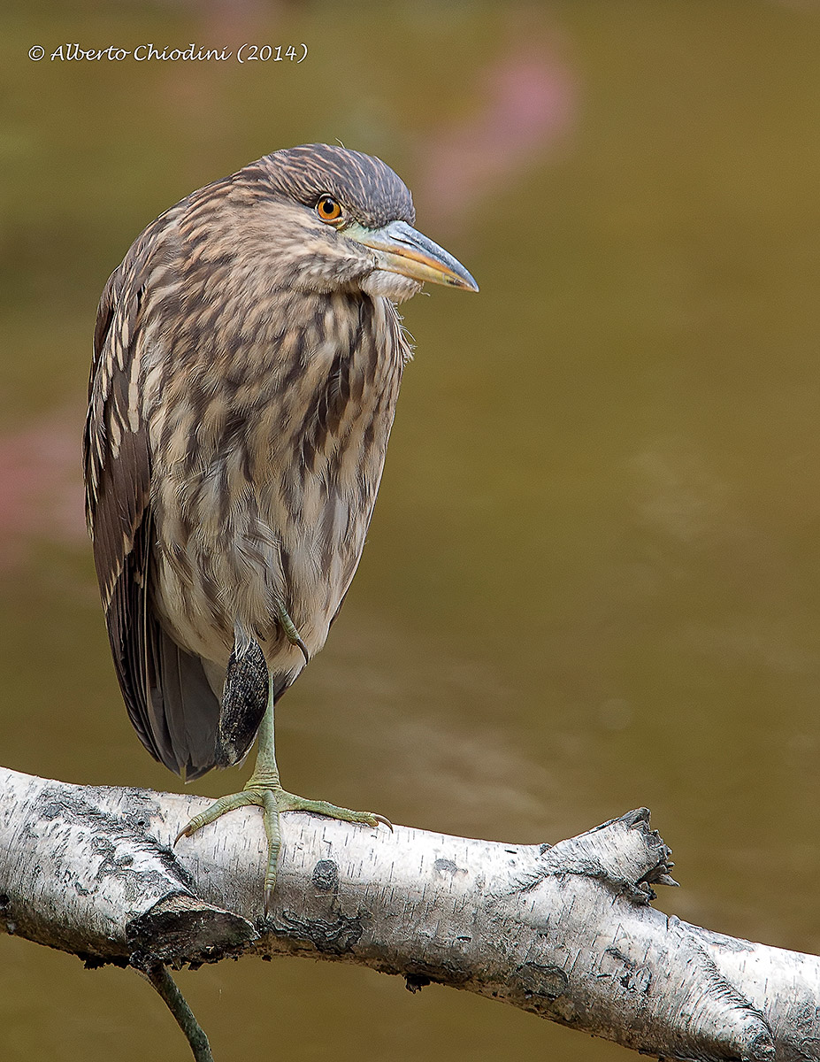 Yellow crowned night heron (043 R)