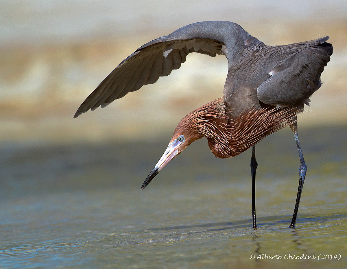 Reddish egret (049 R)