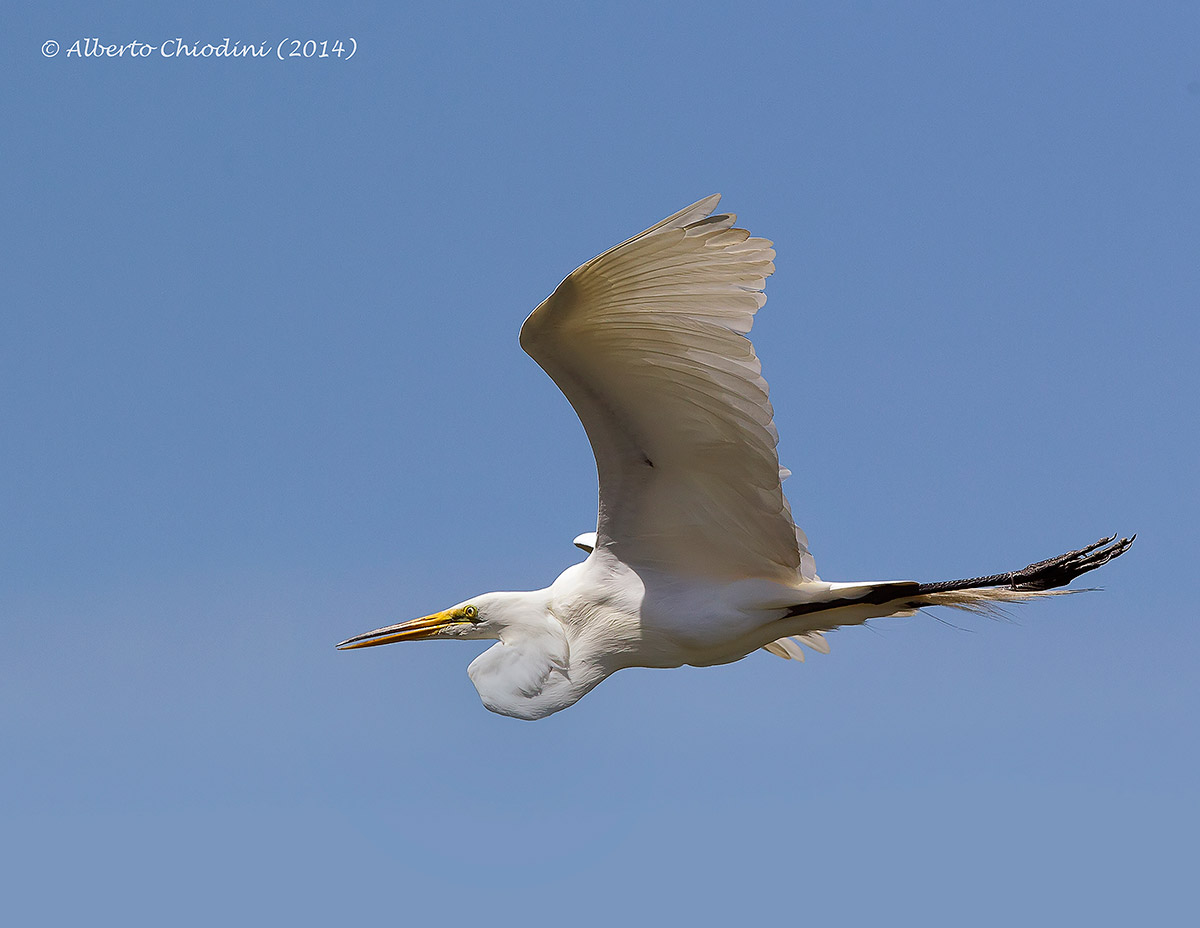 Great Egret (010 R)