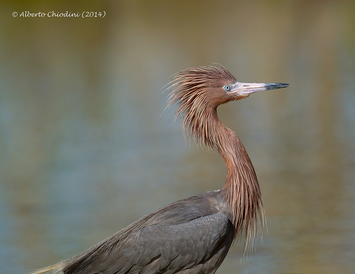 Reddish egret (046 R)