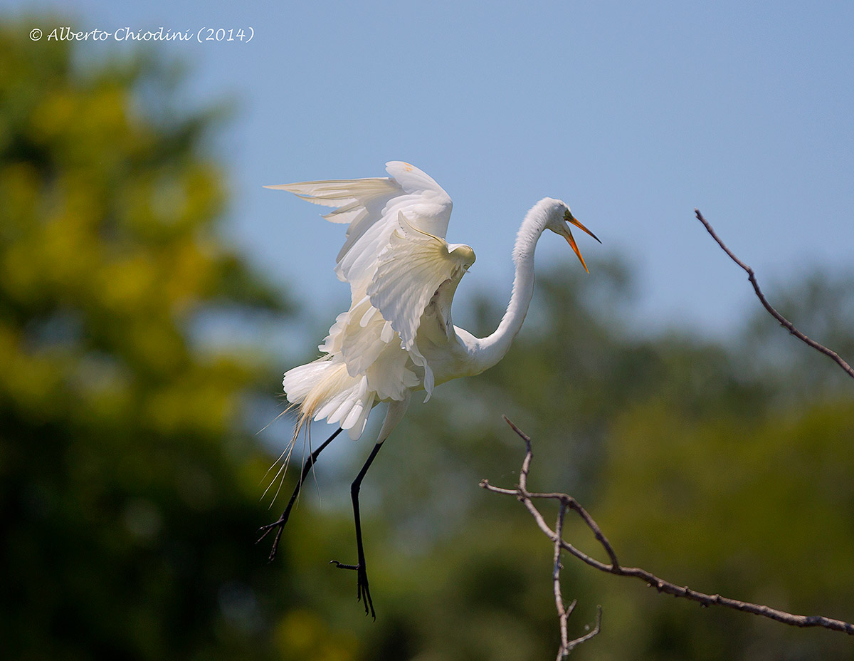 Great Egret (002 R)
