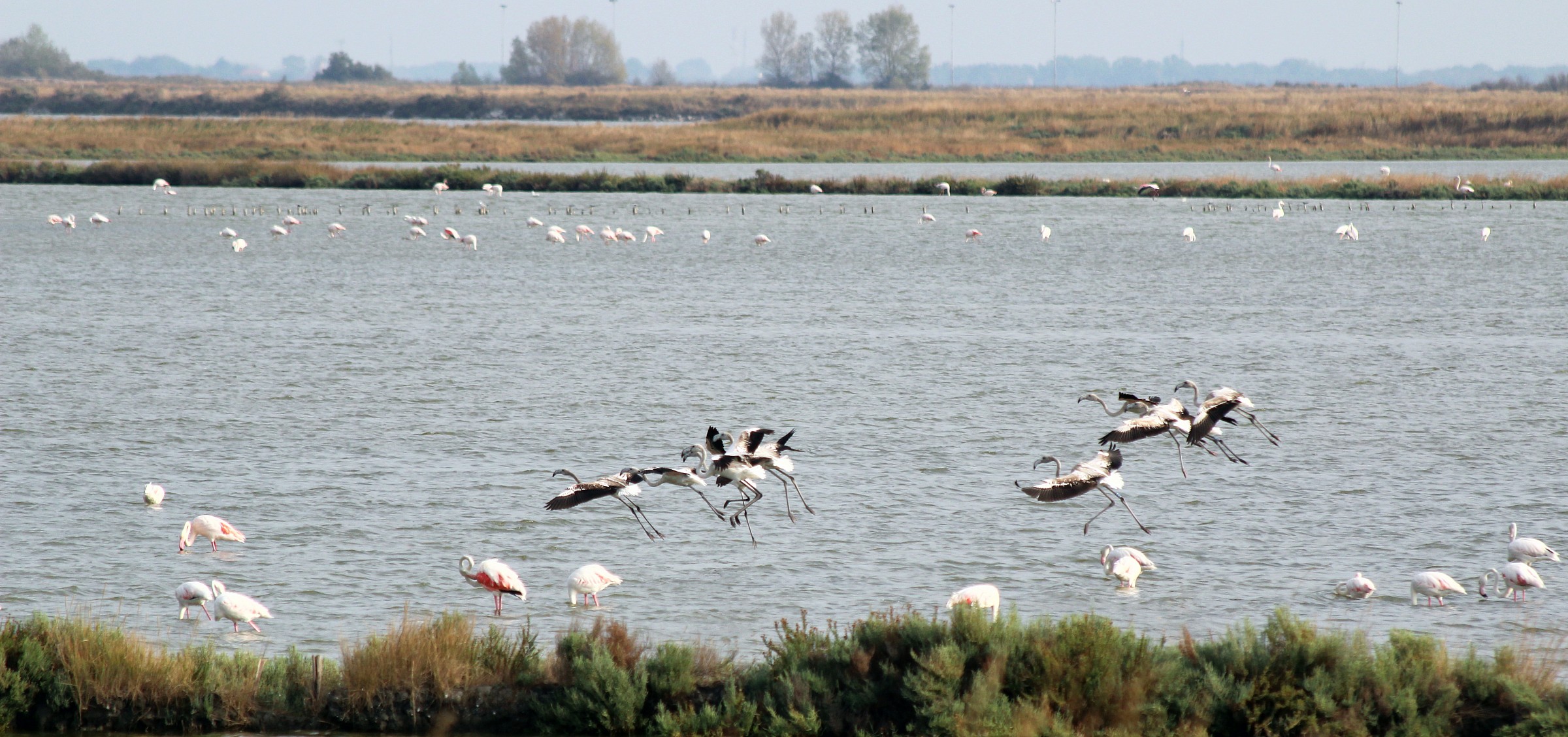 Pink flamingos in Comacchio