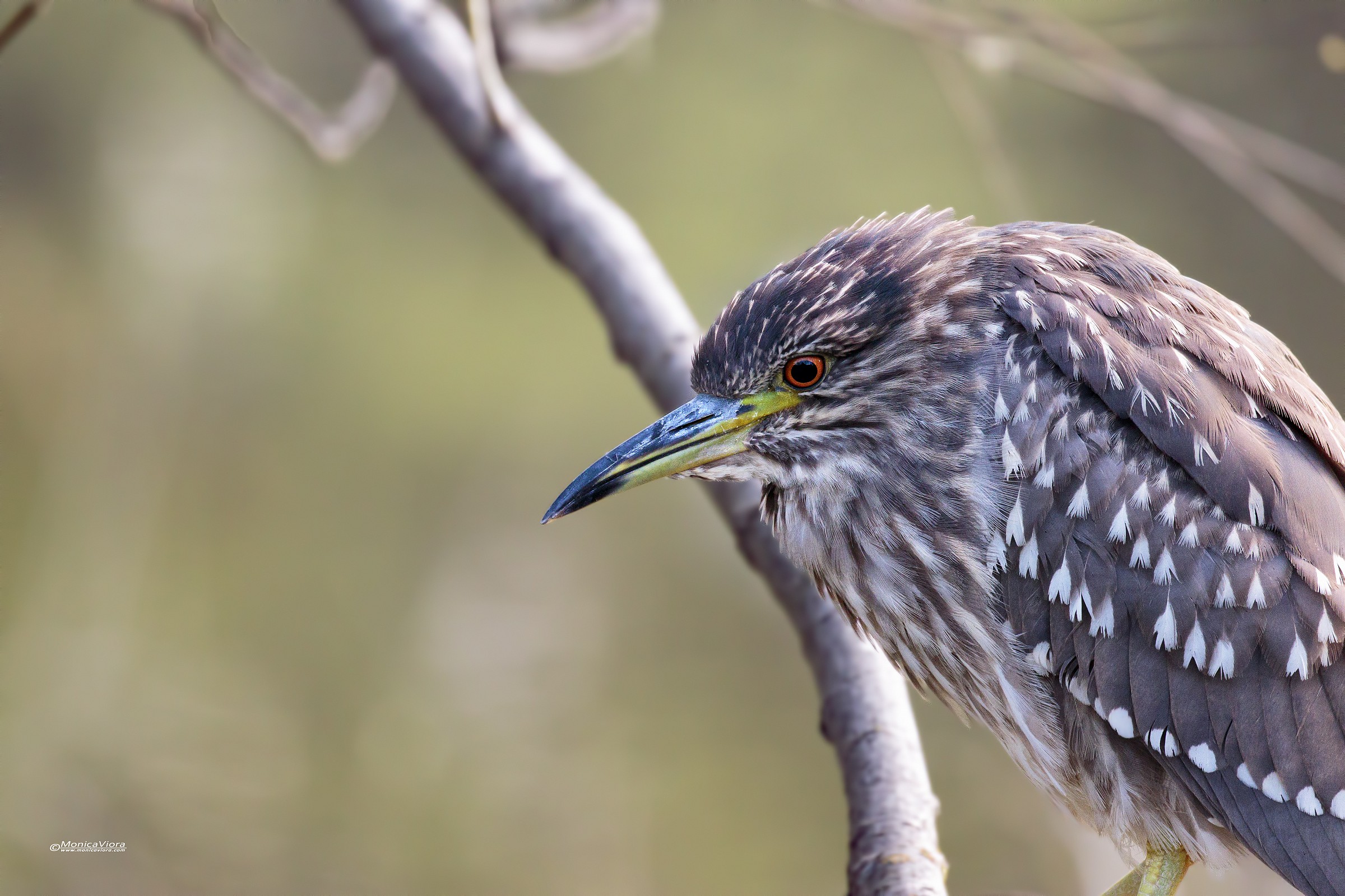 Night Heron Juvenis