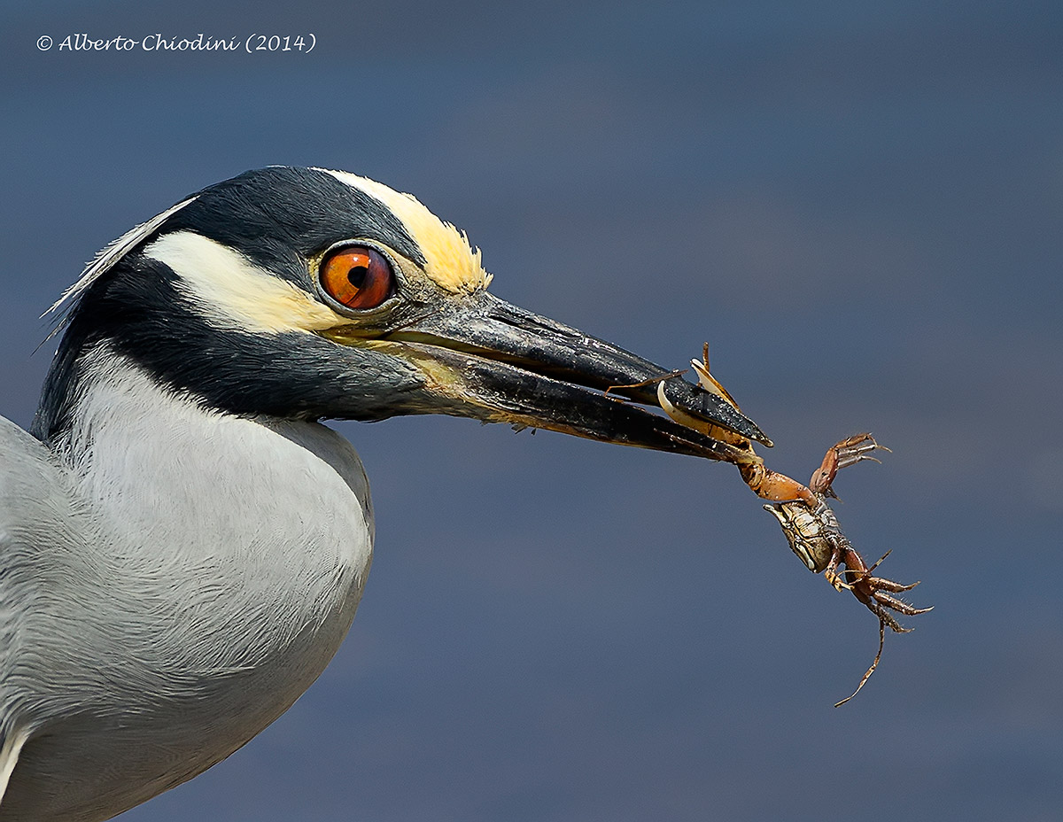 Yellow crowned night heron (005 R)
