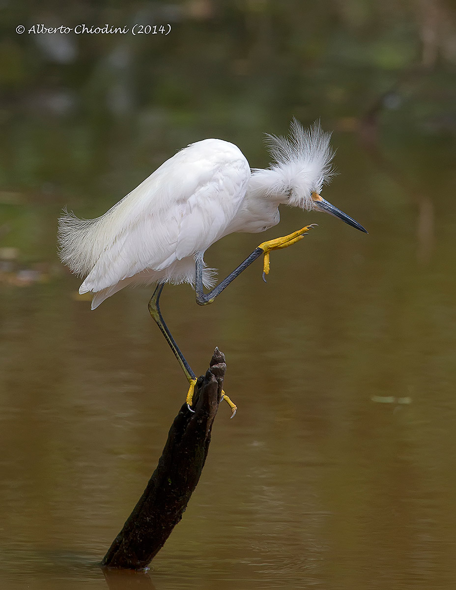 Snowy Egret (037 R)