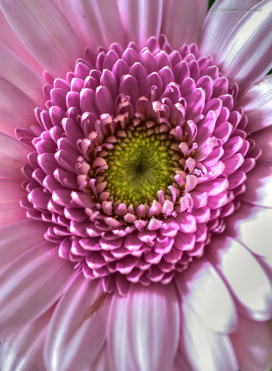 Pink gerbera