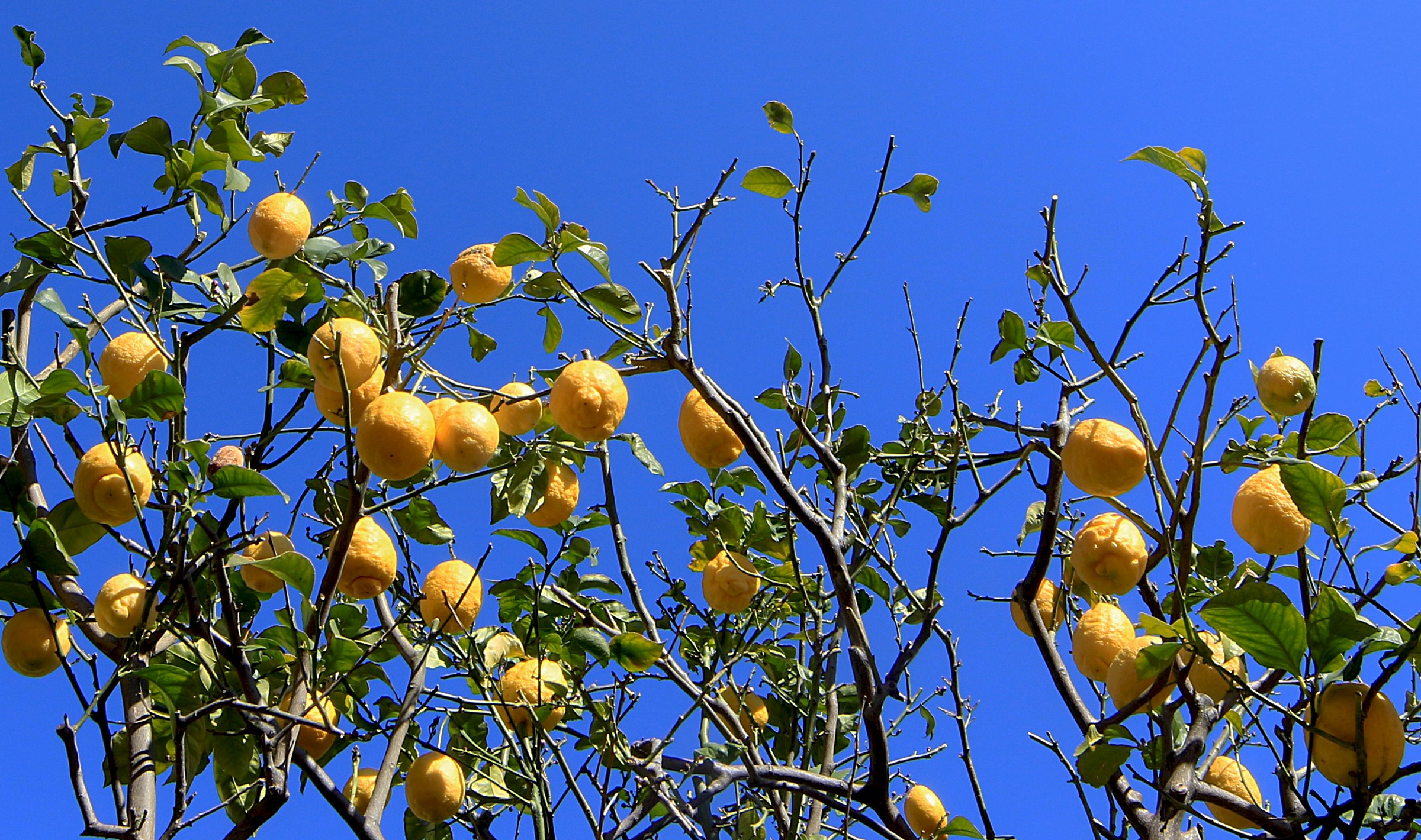 lemons in spring
