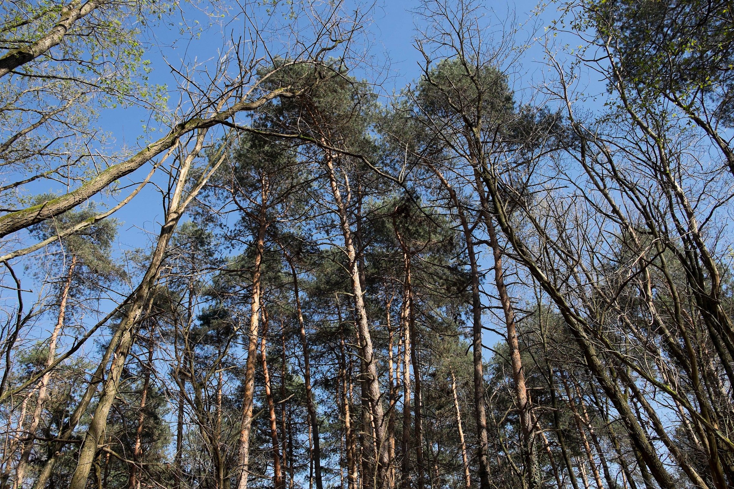 Bottom Up - Oleggio Parco del Ticino