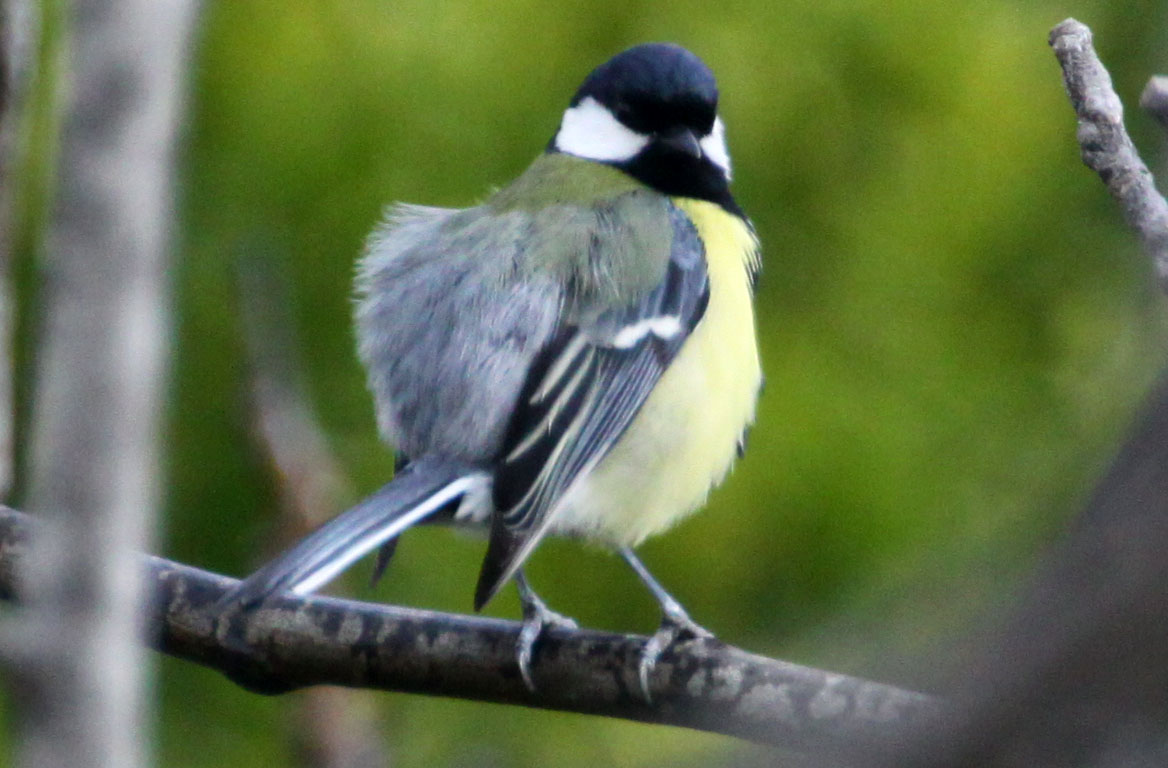 Great Tit