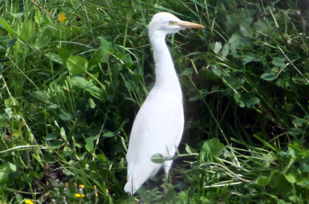 Great Egret