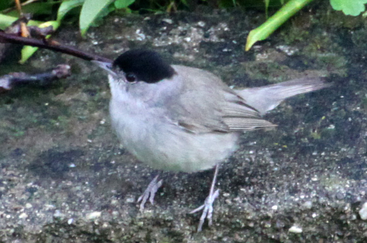 Blackcap