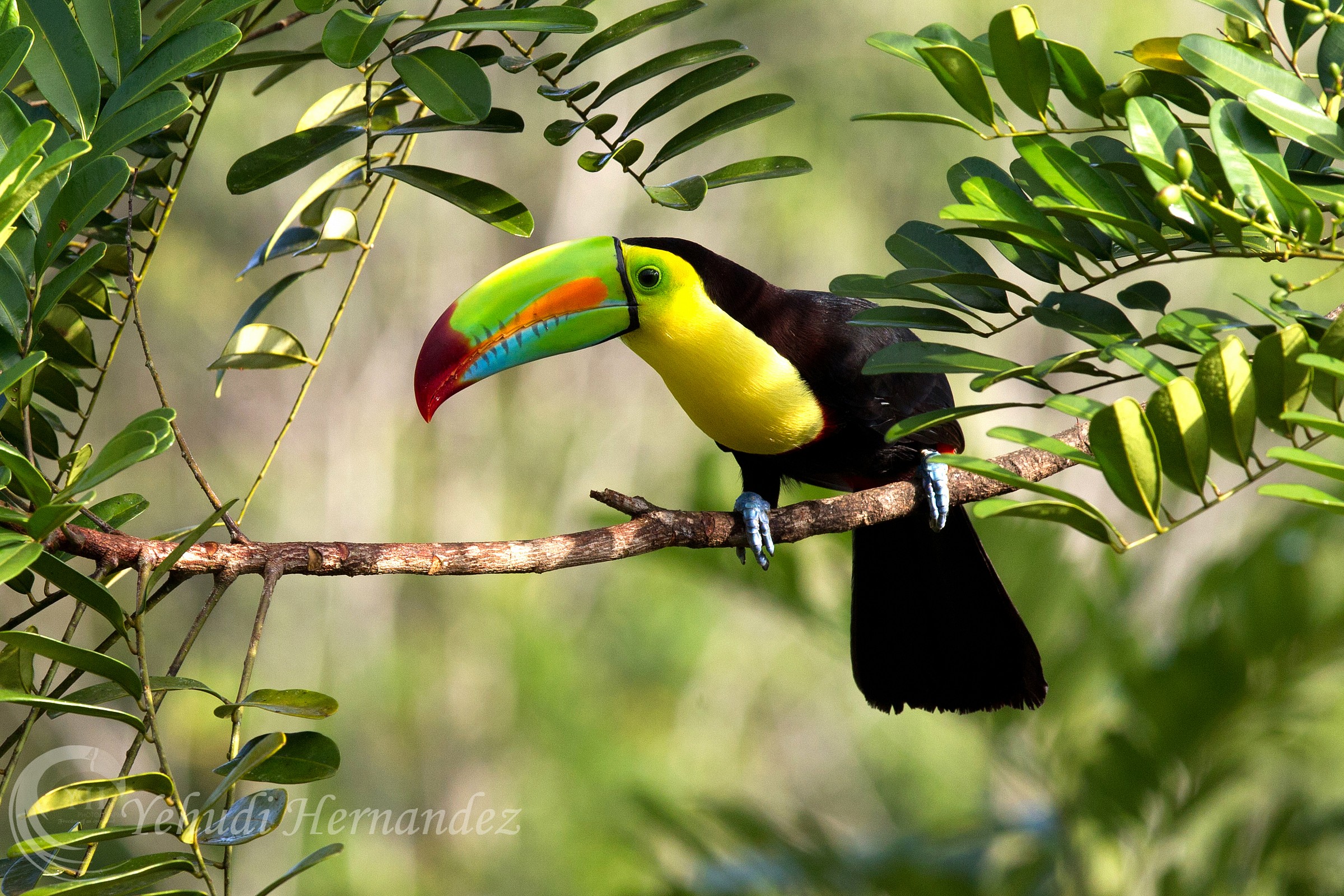 Keel tucano fatturati