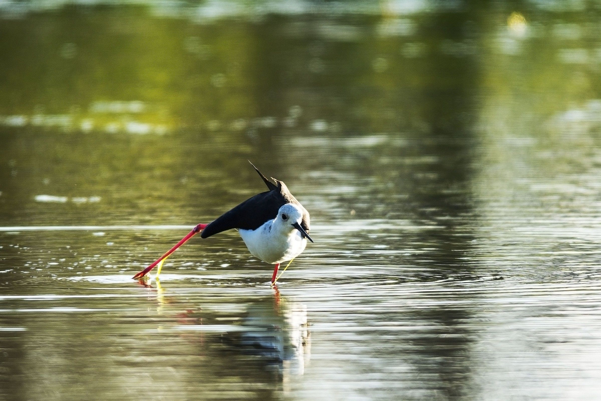 Wader in balance