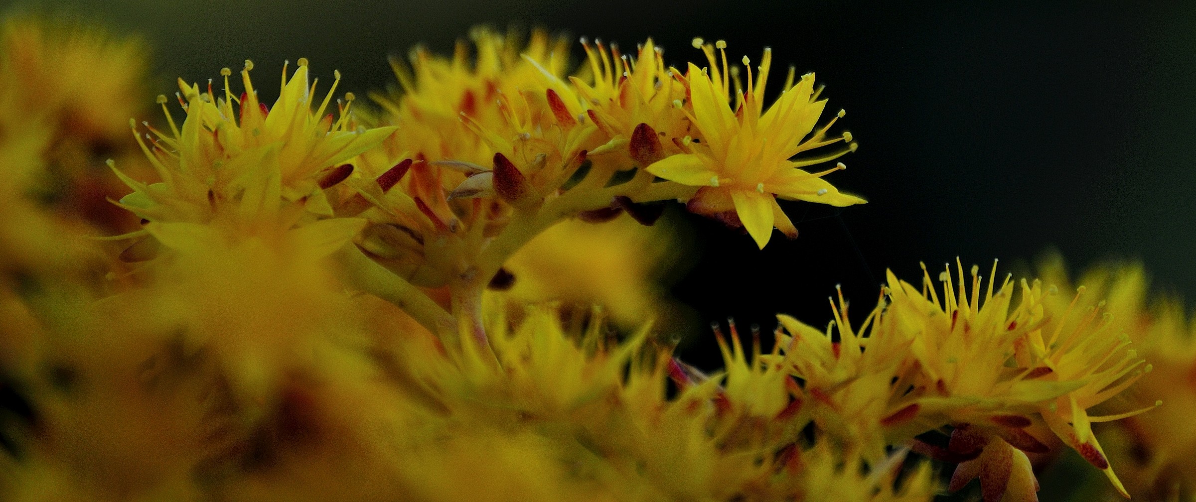 flower succulent plant