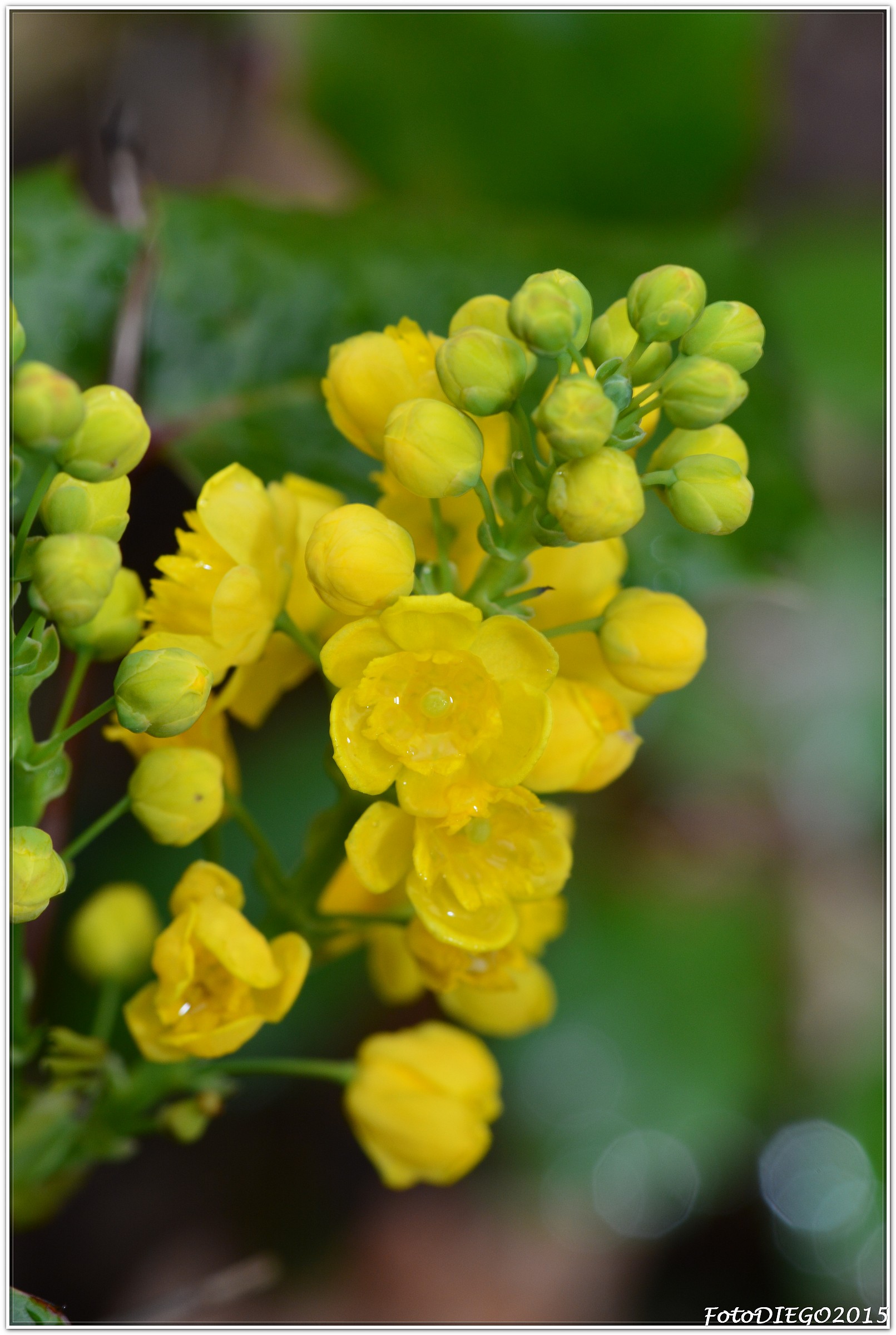 Le Maonie, una esplosione di giallo
