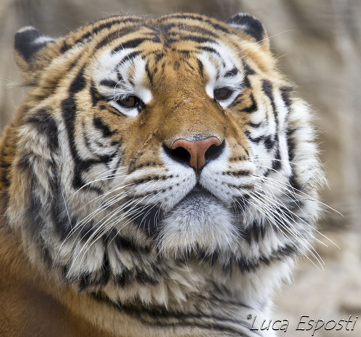 Shere Khan