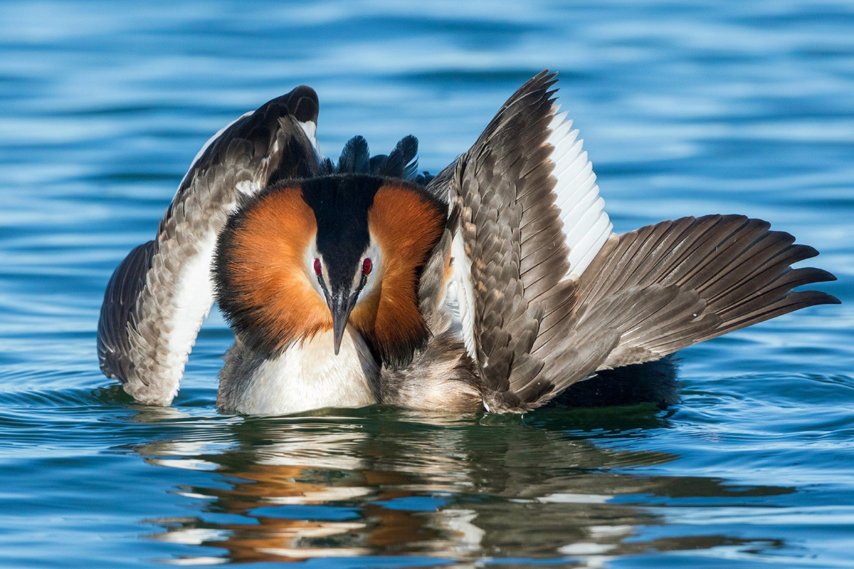 Svasso vanitoso ( 2 )