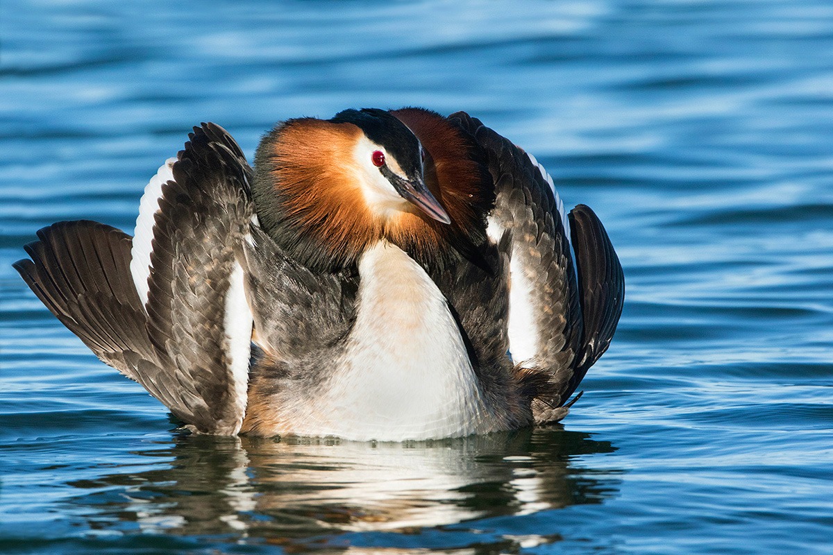 Svasso vanitoso ( 3 )