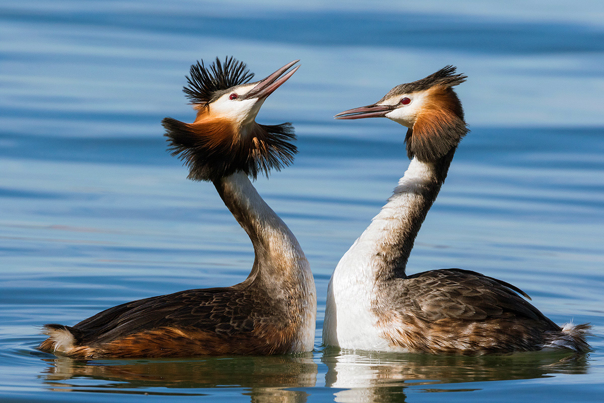 Svassi ( il corteggiamento )