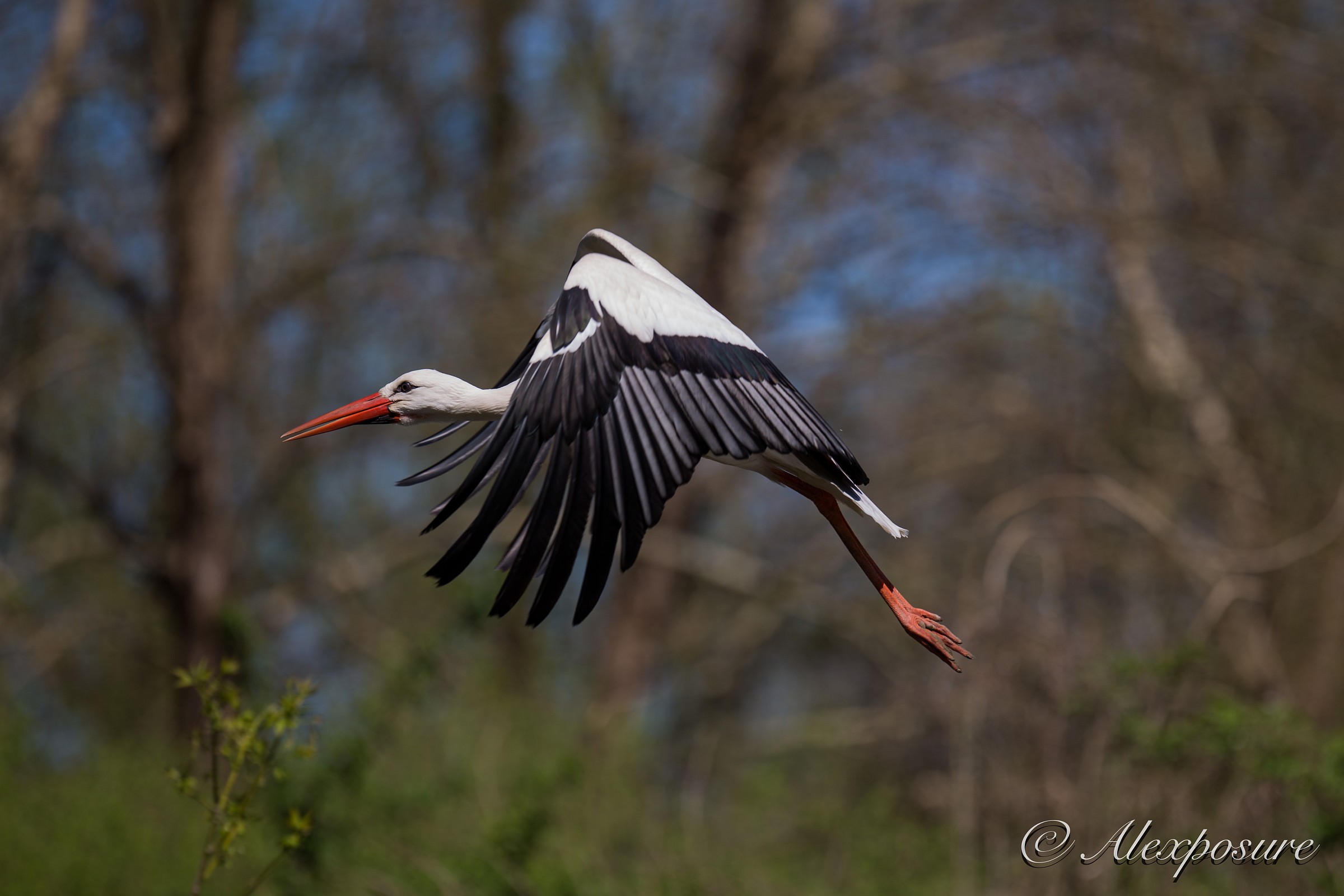 Cicogna - La planata
