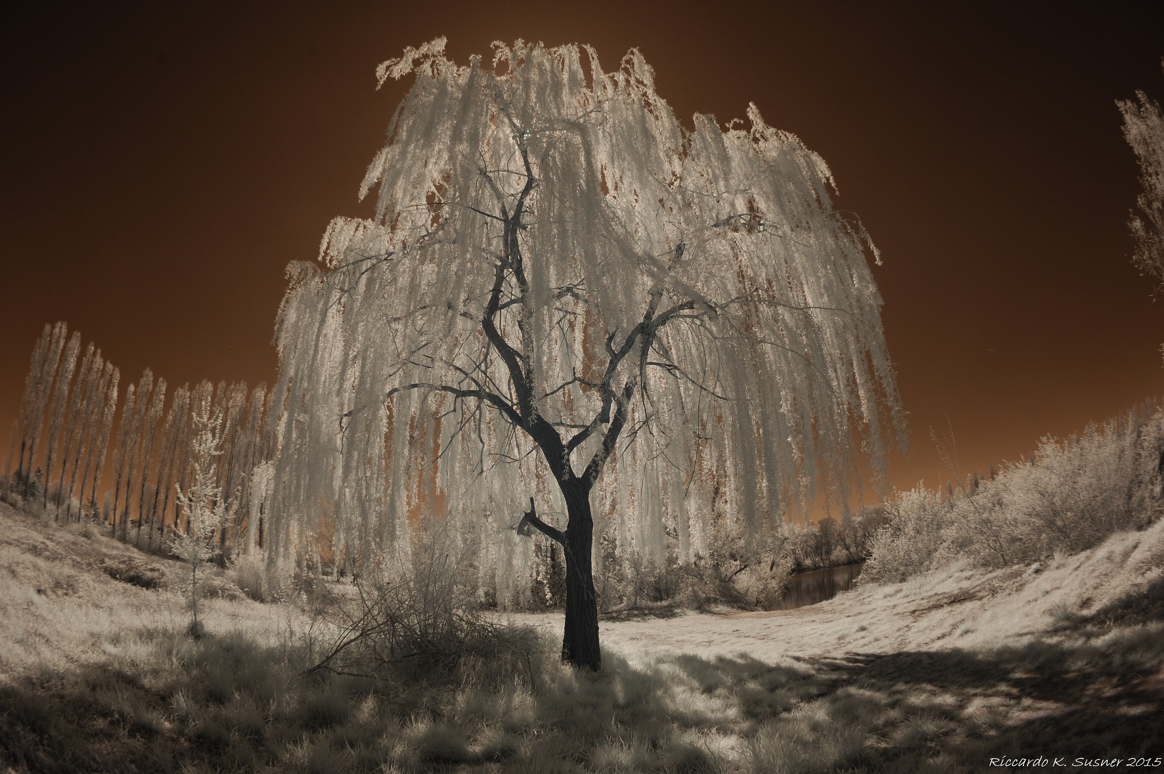 Weeping Willow (04 2015)