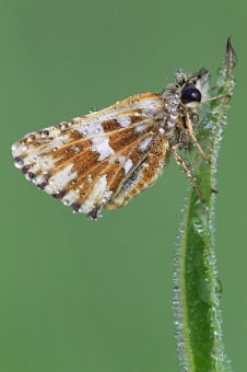 Pyrgus onopordi