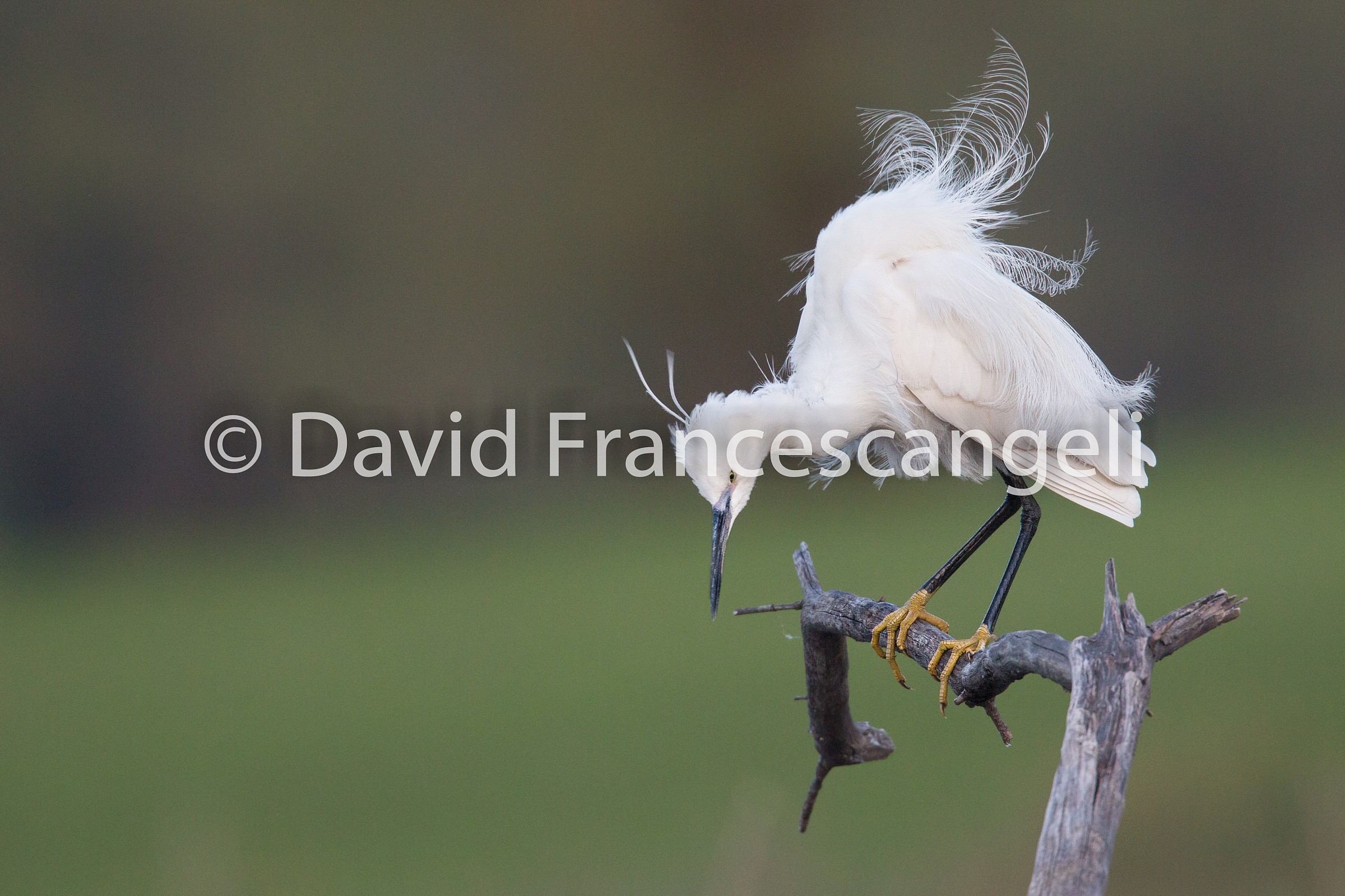 Egret - The wind ruffles my hair.