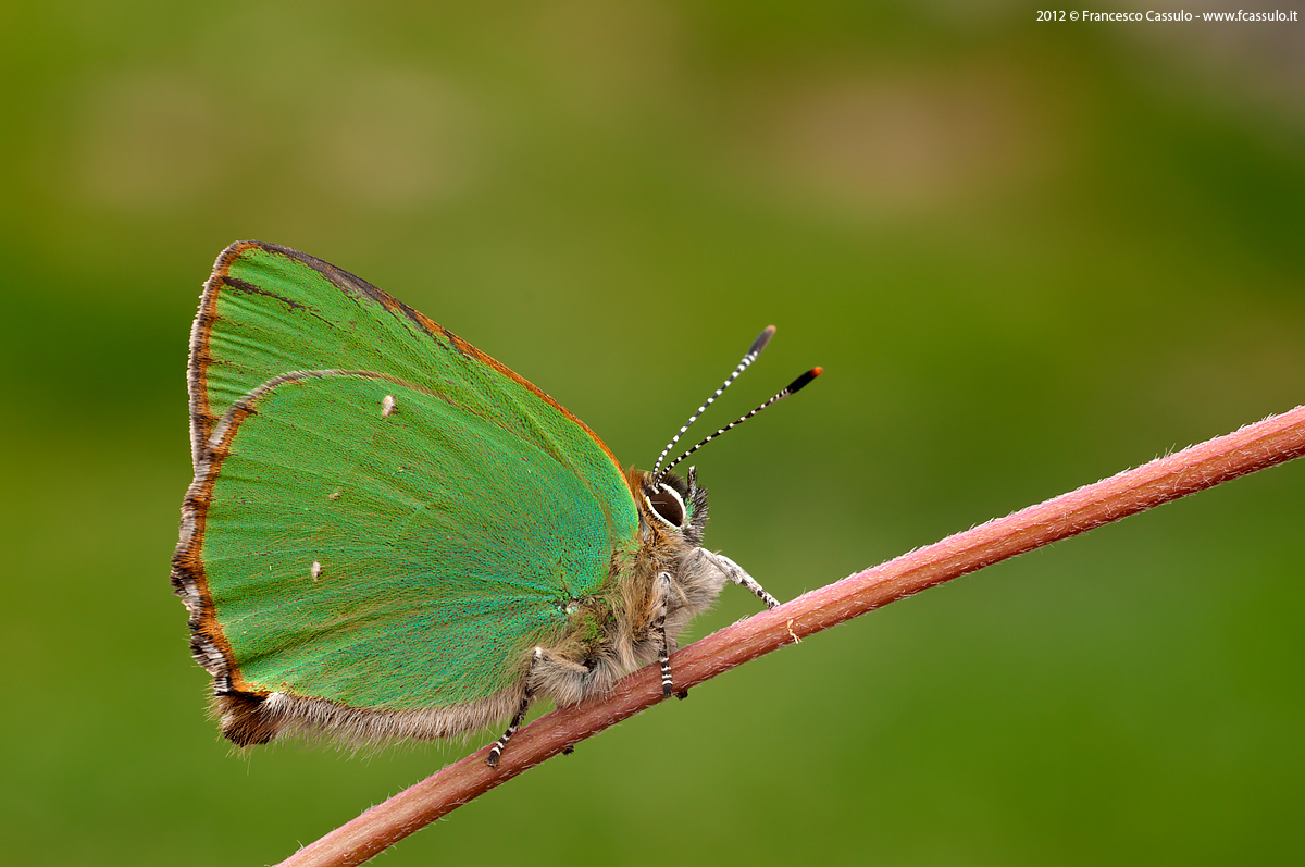Callophrys rubi (Linnaeus, 1758)