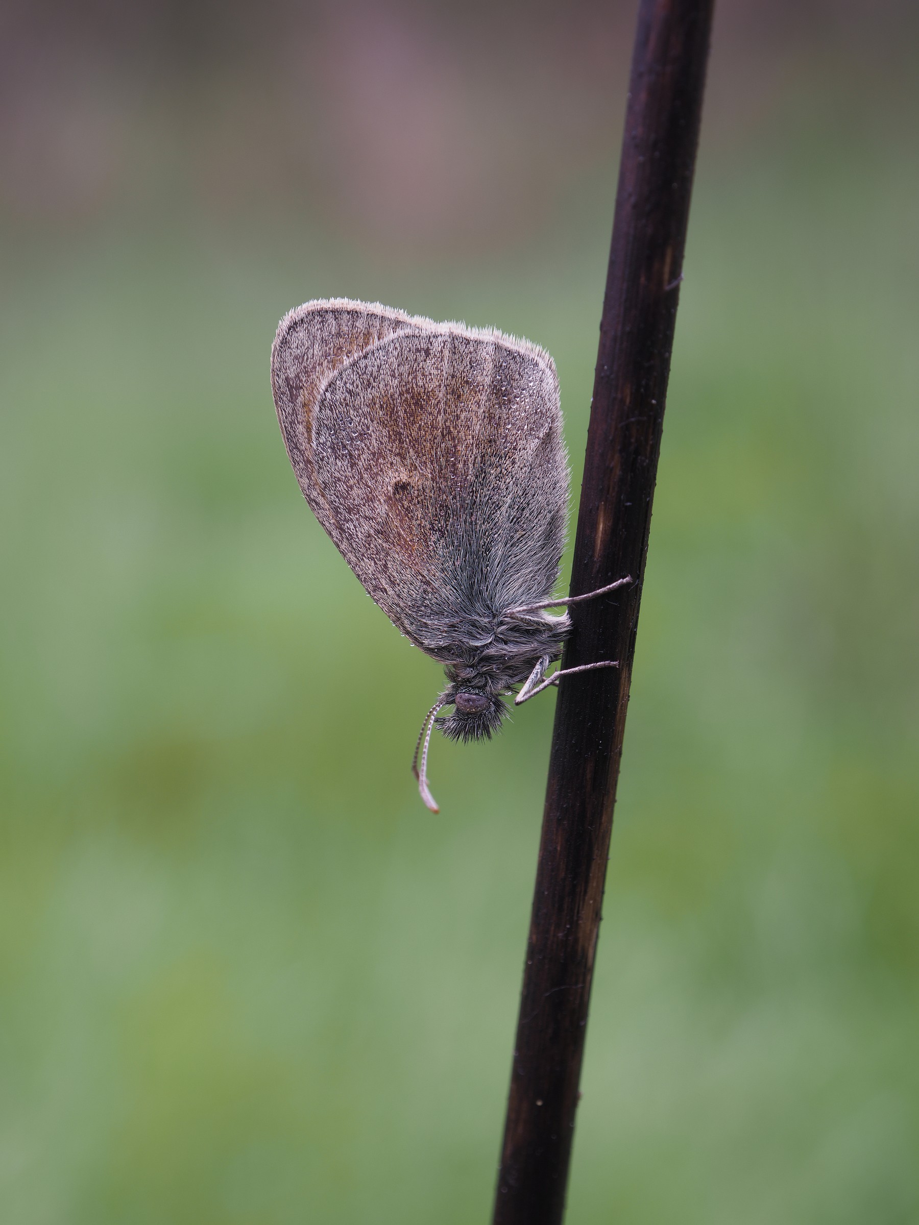 Coenonympha pamphilus con EM5 Mark 2 High Res
