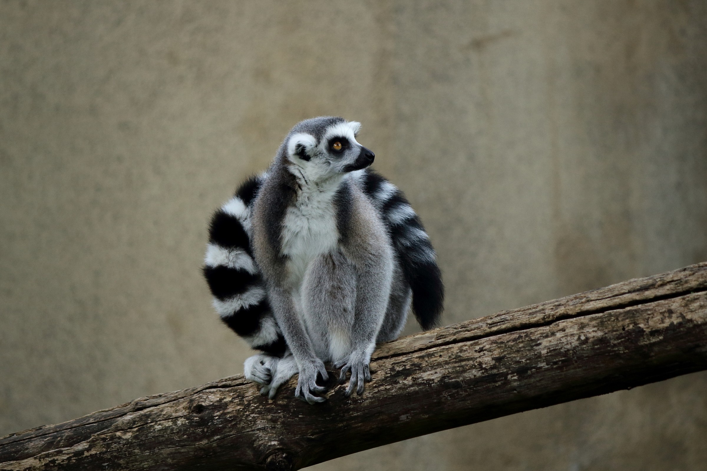 Lemur with ... "scarf"
