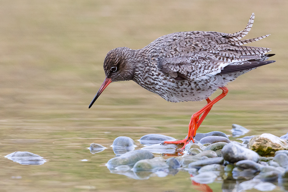 Tringa totanus Redshank