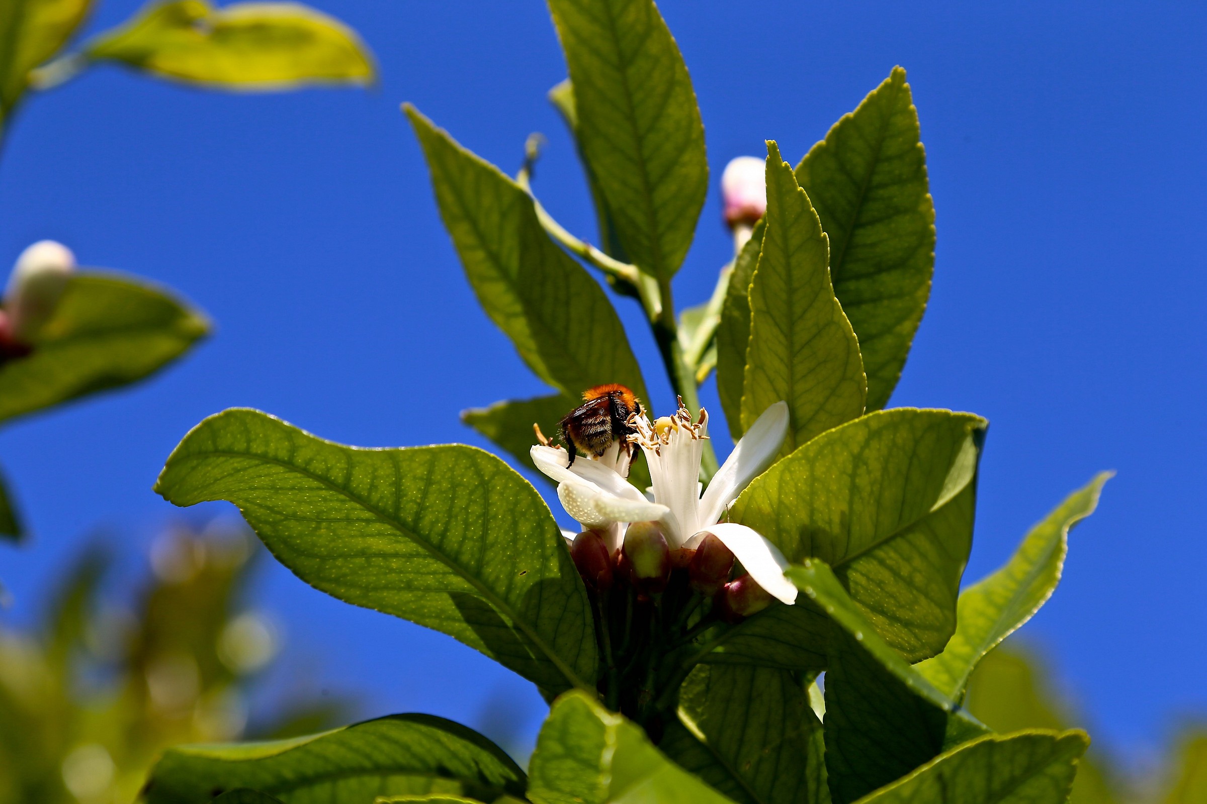 Primavera 2015 nel mio giardino