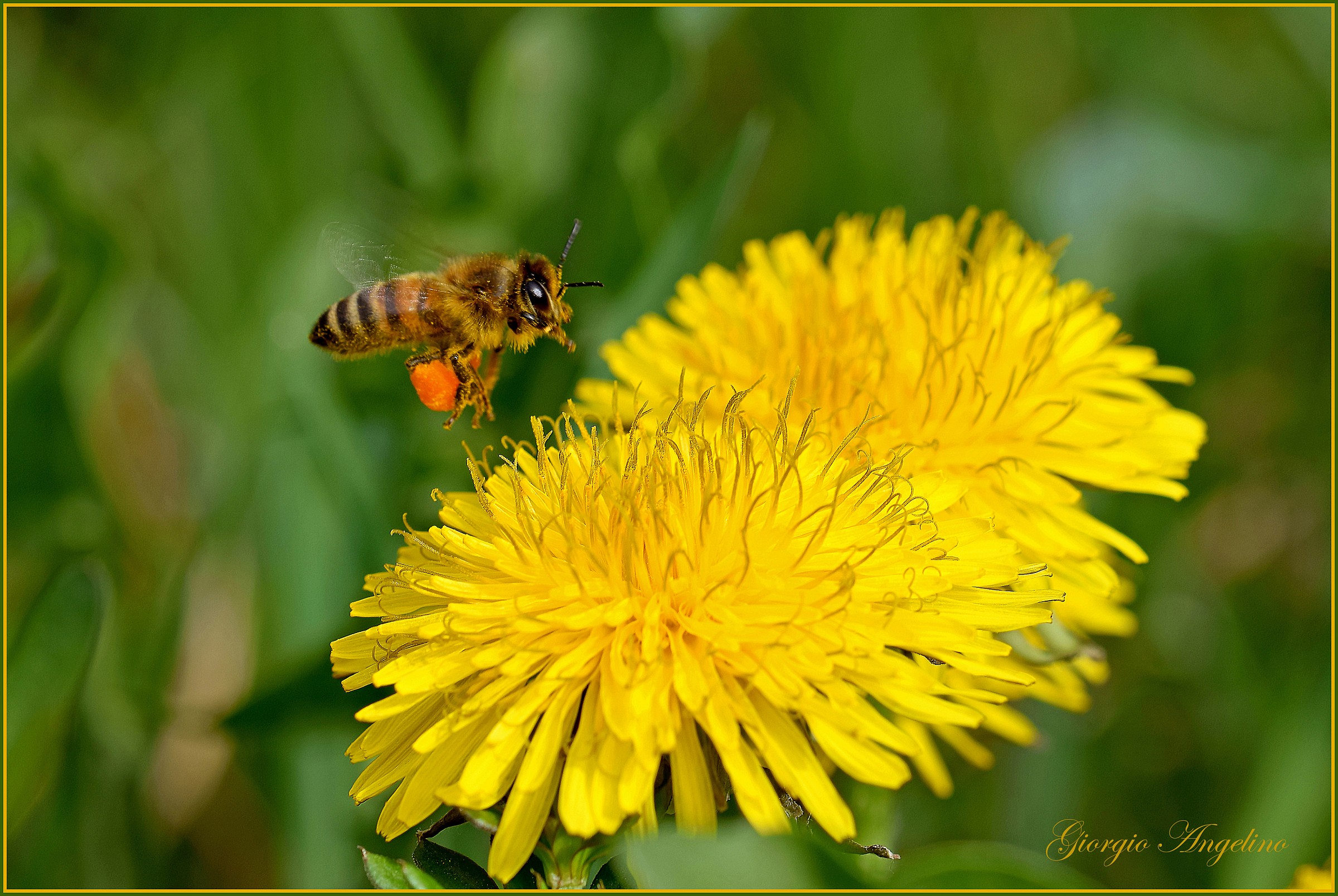 Ape in volo su fior di tarassaco
