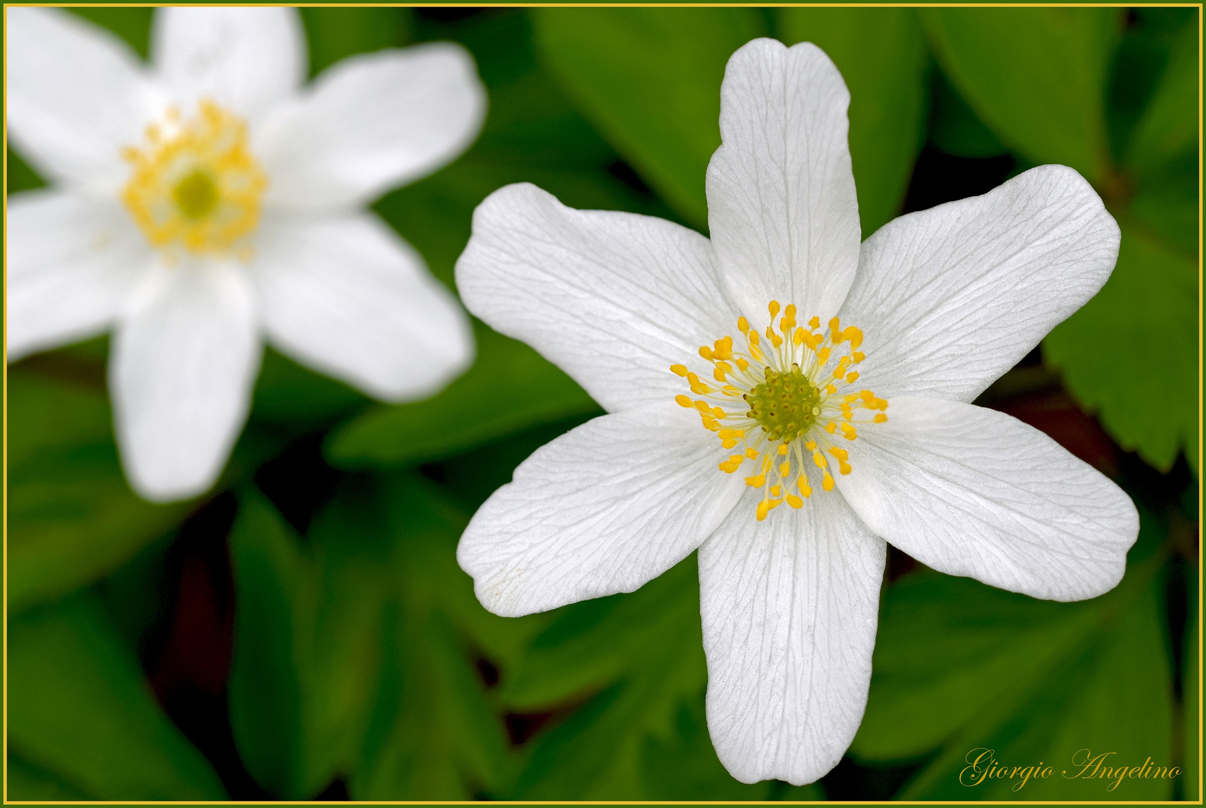 Architetture primaverili