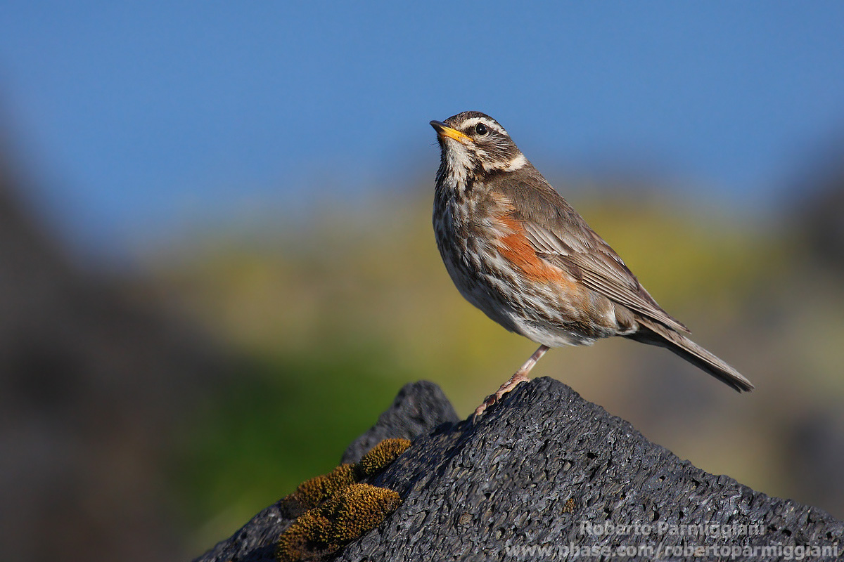 Tordo sassello e lava